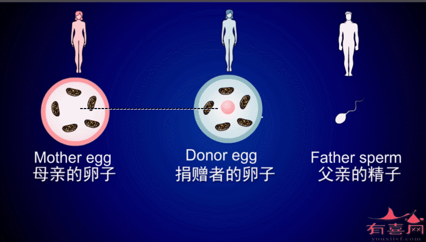 国内外洗精试管代怀_国内外洗精试管代怀服务全面解析