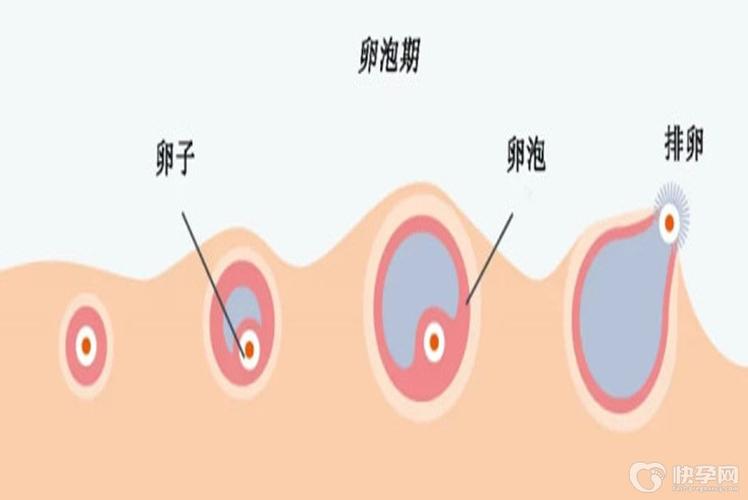 供卵的卵子多少钱一枚【供卵:卵子多少钱一枚?】